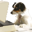 a dog is sitting on a desk with a laptop