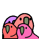 three colorful birds sitting next to each other