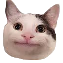 a close up of a cat's face on a white background