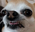 a close up of a small dog with big eyes