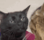 a black cat sitting on top of a bed next to another cat