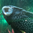 a close up of a fish in an aquarium