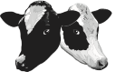 a black and white cow with a white face