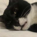 a black and white cat laying on top of a bed