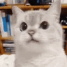 a white cat with big black eyes looking at the camera