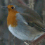 a small bird sitting on top of a tree branch