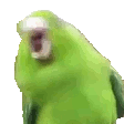 a close up of a green bird with its mouth open