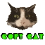 a black and white cat with green eyes
