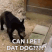 can i pet dat dog random