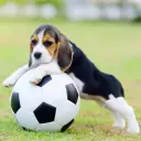 soccer dog random