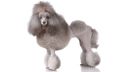 caniche nain1 random