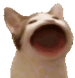 pop cat random