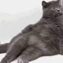 a gray cat laying on top of a bed