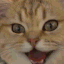 a close up of a cat with its mouth open