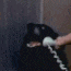 hello this is dog random