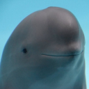 slightly smiling dolphin random