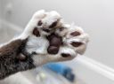 polydactyl random