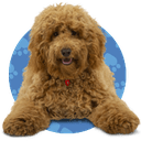 waffle the wonder dog random