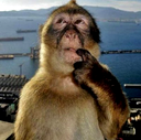 confused monkey random
