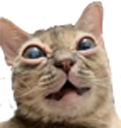 gumbus cat random