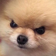angry doggo random