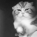 it hurts in my meow meow random