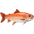salmon random