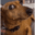 dog alert random