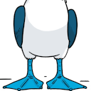 blue footed booby feet random