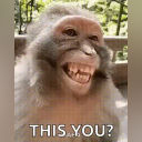 monkey this you random