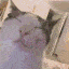vibecat random
