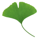 ginkgo random