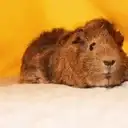 guineapig random