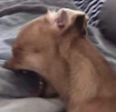 screaming dog random