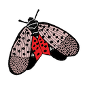 latternfly random