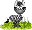 zebra random