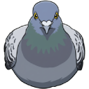 pigeon random