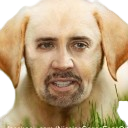 cage face on dog random