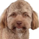 yogi the dog that looks like nic cage random