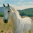 shadowfax random