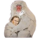 cage hugged by a monkey random