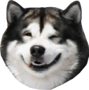 husky smile random