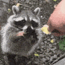hungry racoon random