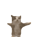 yippee cat happyhop random