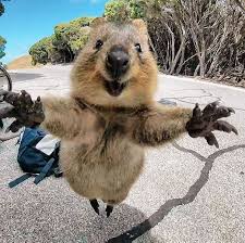 quokka happy random