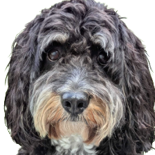 cockapoo random