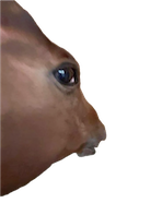 side eye horse random