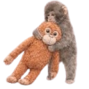 punch the macaque random