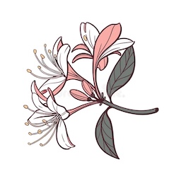 honeysuckle flower random