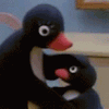 pingu head pat random